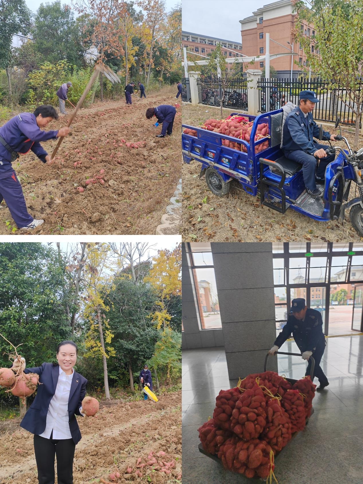 甜蜜“薯”光，紅薯飄香 —— 雪楓中學(xué)迎來紅薯豐收季